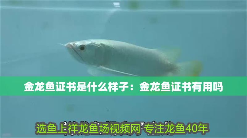 金龍魚證書是什么樣子：金龍魚證書有用嗎