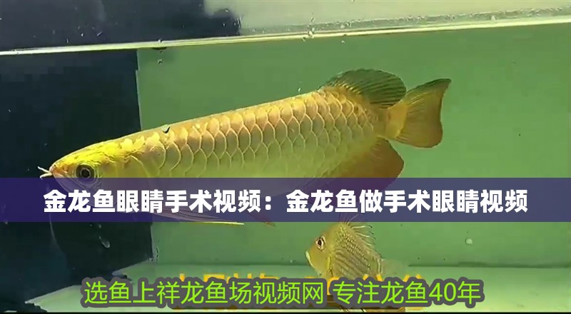 金龍魚眼睛手術視頻：金龍魚做手術眼睛視頻