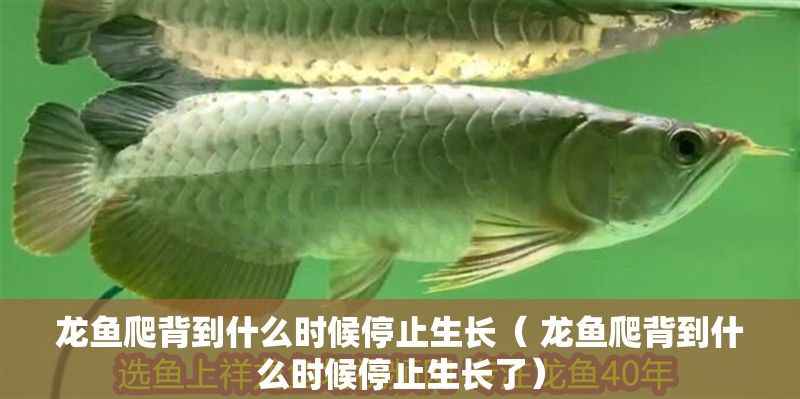 龍魚爬背到什么時候停止生長（ 龍魚爬背到什么時候停止生長了）