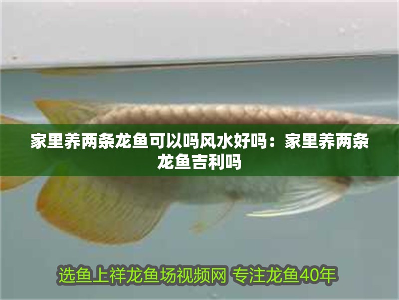家里養兩條龍魚可以嗎風水好嗎：家里養兩條龍魚吉利嗎
