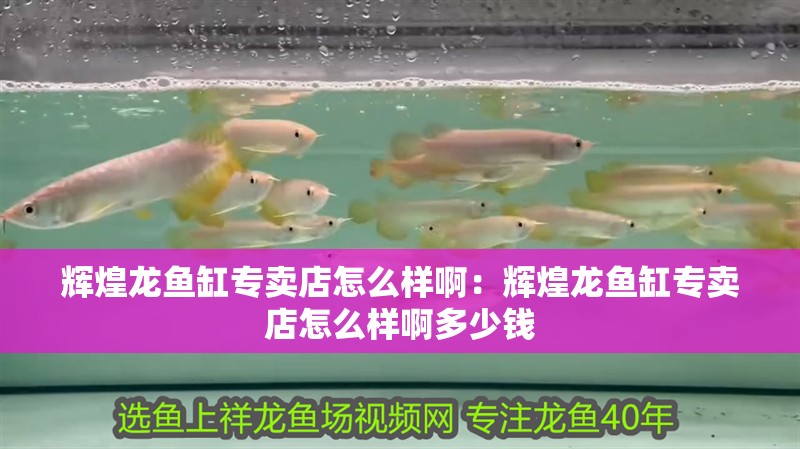 輝煌龍魚缸專賣店怎么樣啊：輝煌龍魚缸專賣店怎么樣啊多少錢