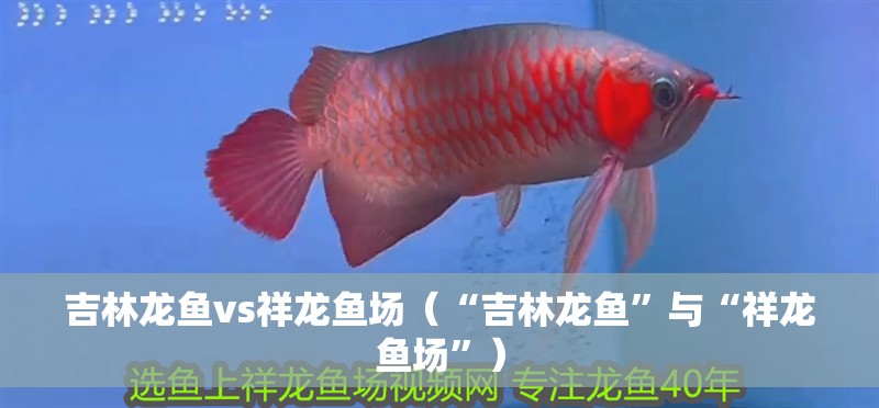 吉林龍魚vs祥龍魚場（“吉林龍魚”與“祥龍魚場”）