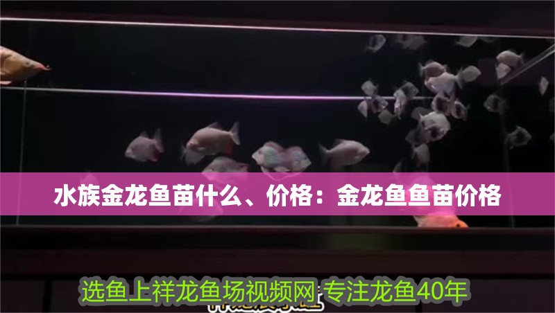 水族金龍魚苗什么、價格：金龍魚魚苗價格