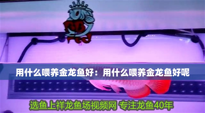 用什么喂養金龍魚好：用什么喂養金龍魚好呢
