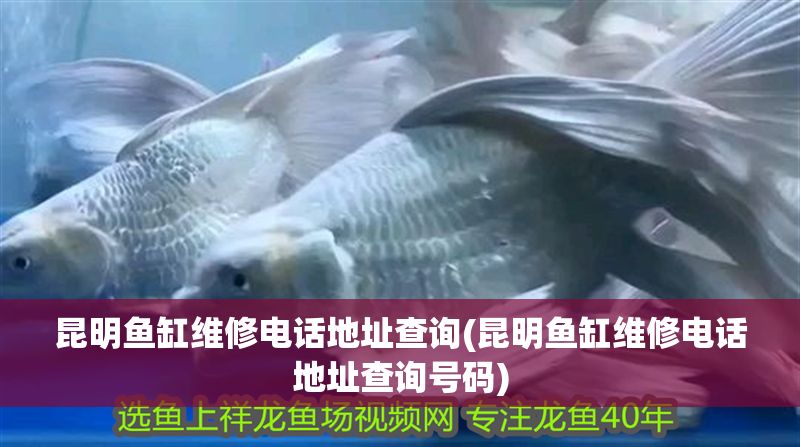 昆明魚缸維修電話地址查詢(昆明魚缸維修電話地址查詢號碼)