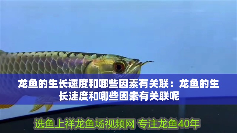 龍魚的生長速度和哪些因素有關(guān)聯(lián)：龍魚的生長速度和哪些因素有關(guān)聯(lián)呢