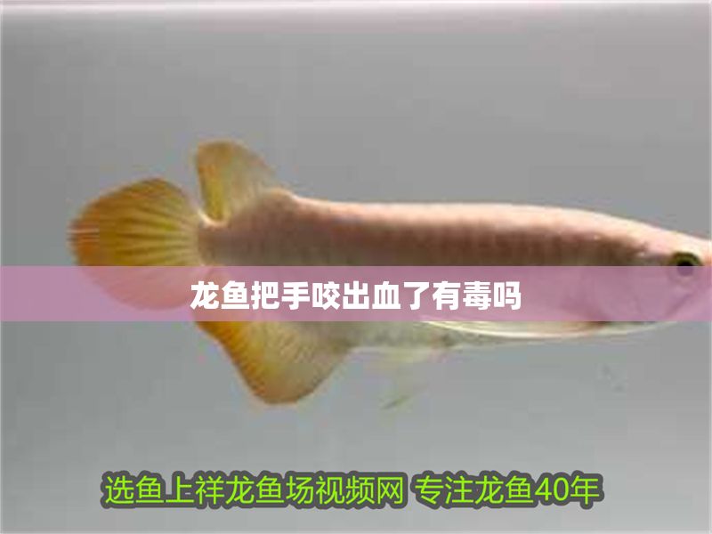 龍魚把手咬出血了有毒嗎