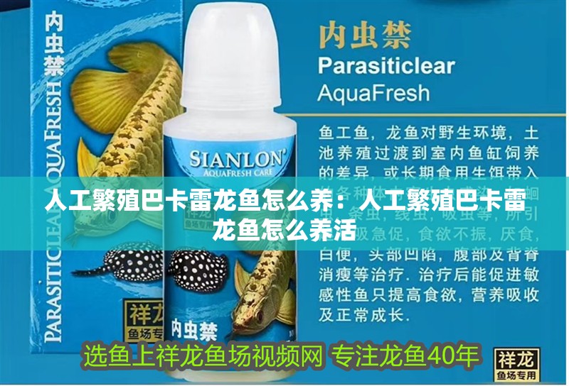 人工繁殖巴卡雷龍魚怎么養：人工繁殖巴卡雷龍魚怎么養活