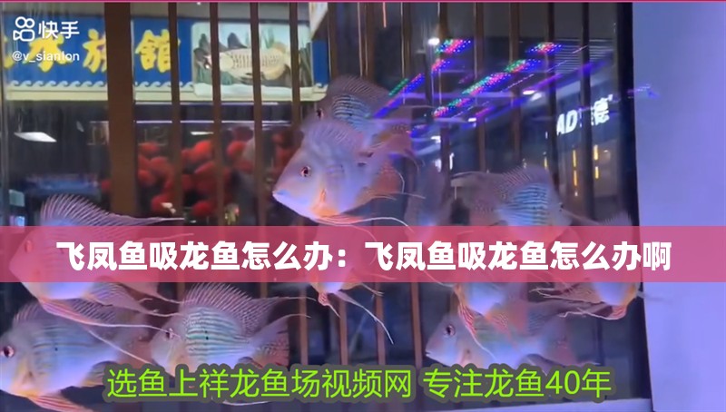 飛鳳魚吸龍魚怎么辦：飛鳳魚吸龍魚怎么辦啊