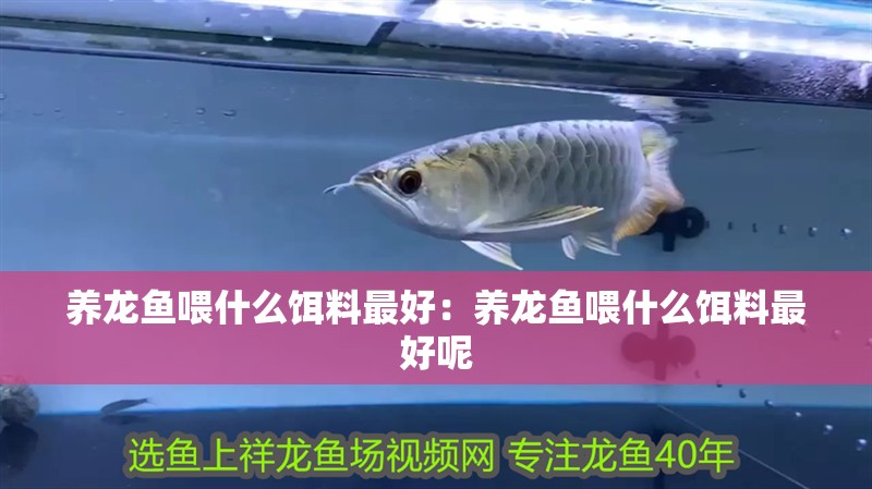 養龍魚喂什么餌料最好：養龍魚喂什么餌料最好呢