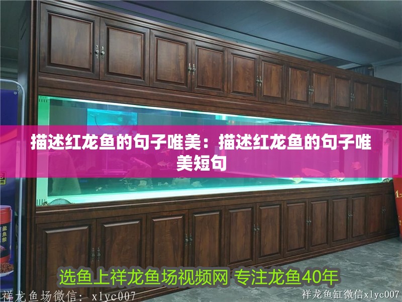 描述紅龍魚的句子唯美：描述紅龍魚的句子唯美短句