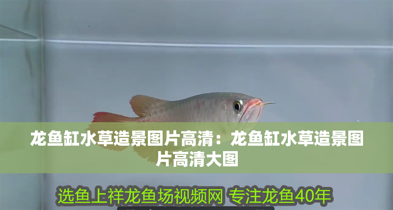 龍魚缸水草造景圖片高清：龍魚缸水草造景圖片高清大圖
