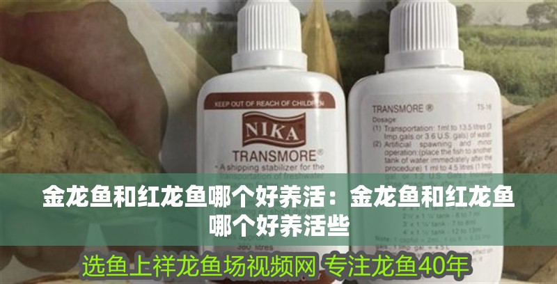金龍魚和紅龍魚哪個好養(yǎng)活：金龍魚和紅龍魚哪個好養(yǎng)活些
