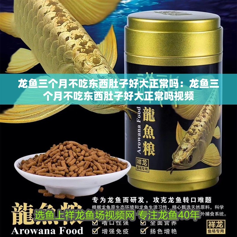 龍魚三個月不吃東西肚子好大正常嗎：龍魚三個月不吃東西肚子好大正常嗎視頻