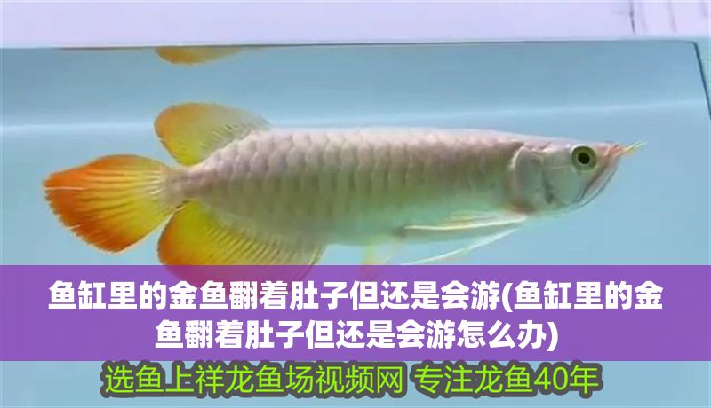 魚缸里的金魚翻著肚子但還是會游(魚缸里的金魚翻著肚子但還是會游怎么辦)