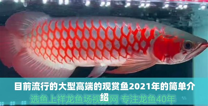 目前流行的大型高端的觀賞魚2021年的簡單介紹
