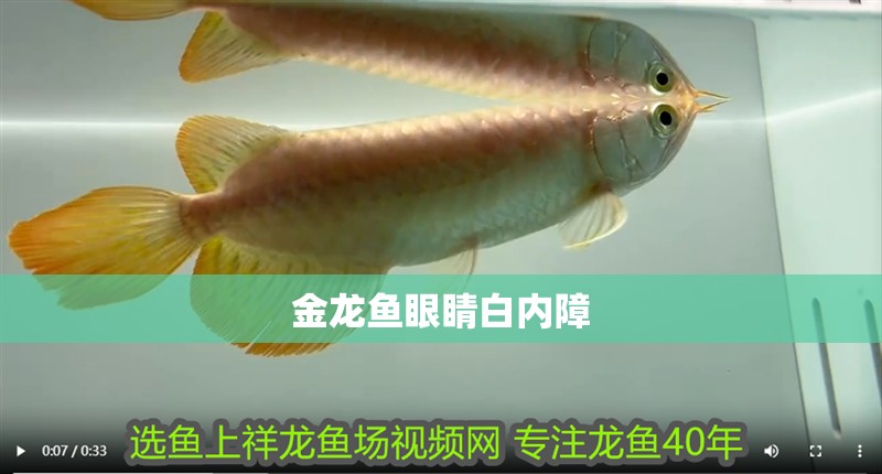 金龍魚眼睛白內(nèi)障
