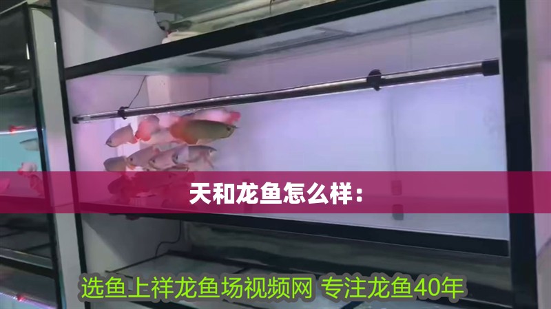天和龍魚怎么樣：