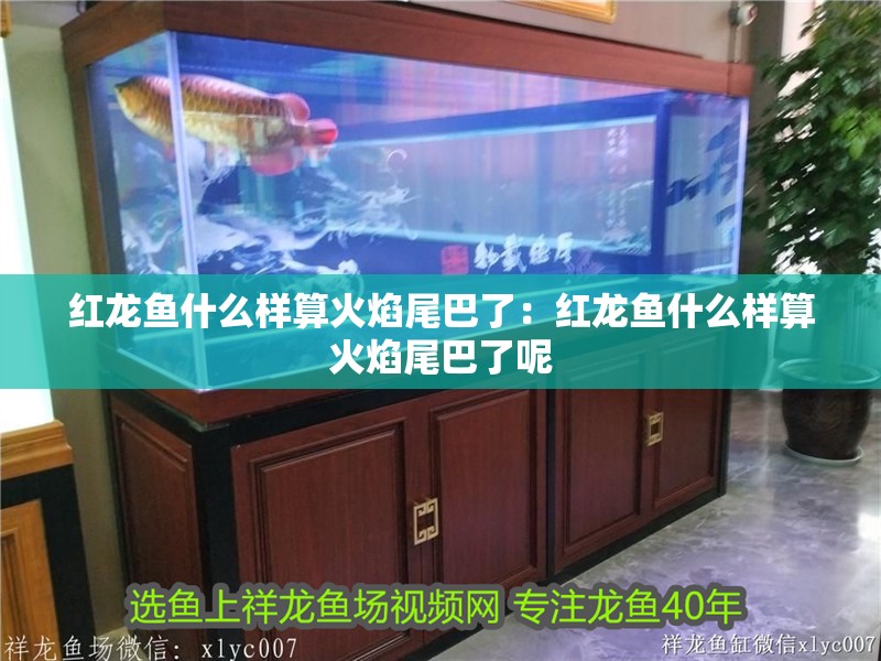紅龍魚什么樣算火焰尾巴了：紅龍魚什么樣算火焰尾巴了呢