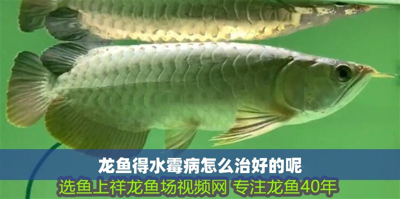 龍魚得水霉病怎么治好的呢
