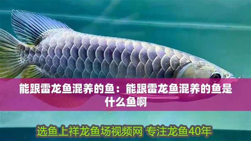 能跟雷龍魚混養的魚：能跟雷龍魚混養的魚是什么魚啊