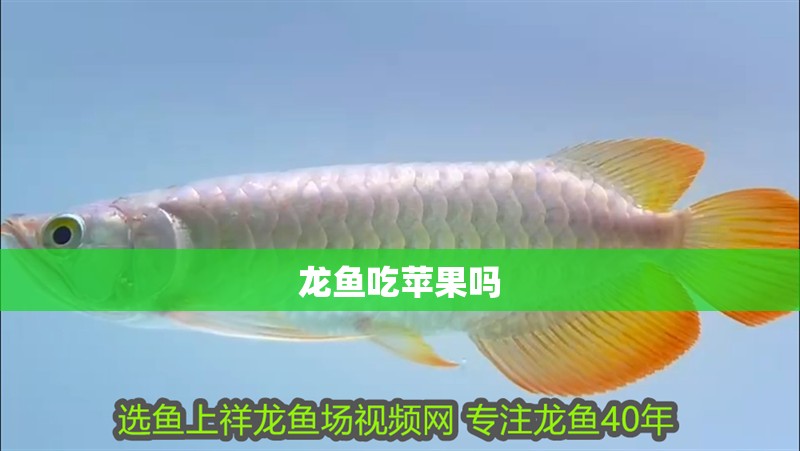 龍魚吃蘋果嗎 龍魚吃蘋果嗎 龍魚百科 第2張