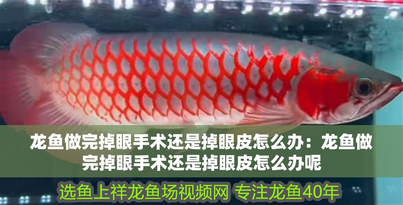 龍魚(yú)做完掉眼手術(shù)還是掉眼皮怎么辦：龍魚(yú)做完掉眼手術(shù)還是掉眼皮怎么辦呢