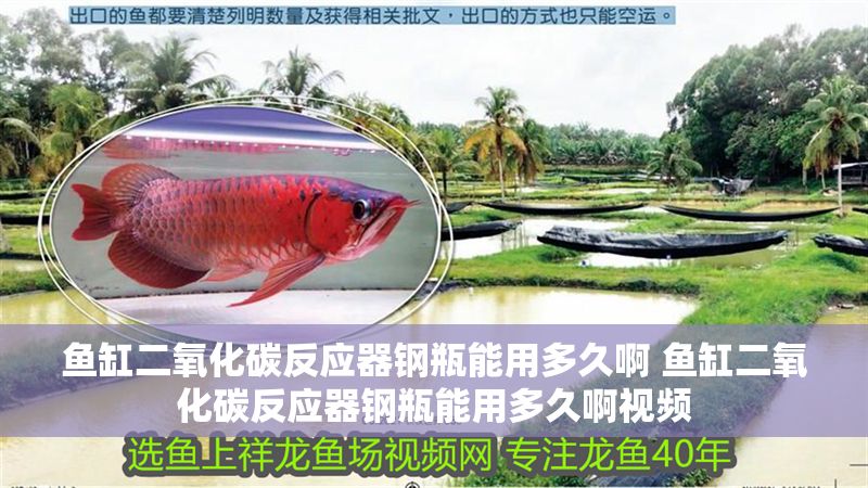 魚缸二氧化碳反應器鋼瓶能用多久啊 魚缸二氧化碳反應器鋼瓶能用多久啊視頻