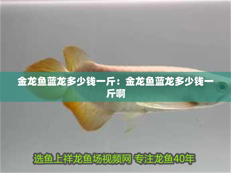 金龍魚藍龍多少錢一斤：金龍魚藍龍多少錢一斤啊
