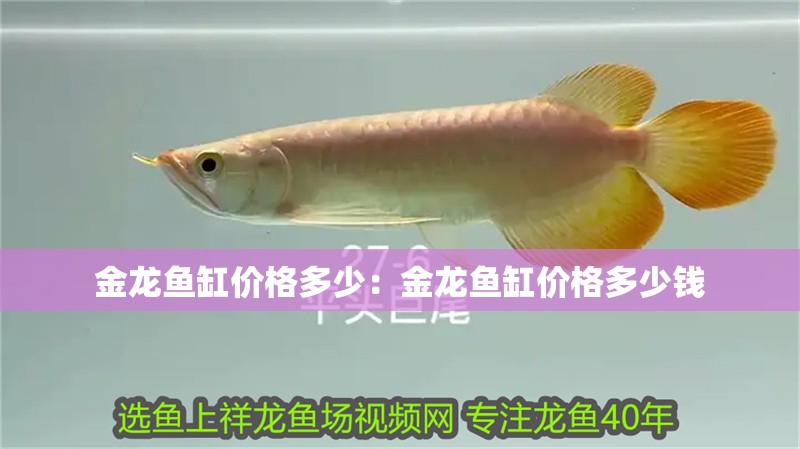 金龍魚缸價格多少：金龍魚缸價格多少錢