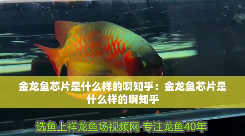 金龍魚芯片是什么樣的啊知乎：金龍魚芯片是什么樣的啊知乎