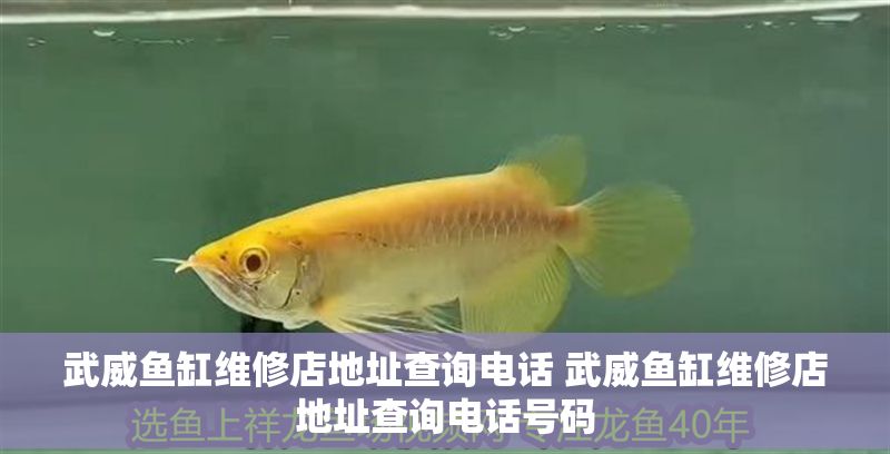 武威魚缸維修店地址查詢電話 武威魚缸維修店地址查詢電話號碼