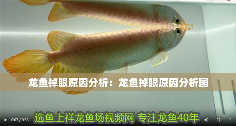 龍魚掉眼原因分析：龍魚掉眼原因分析圖