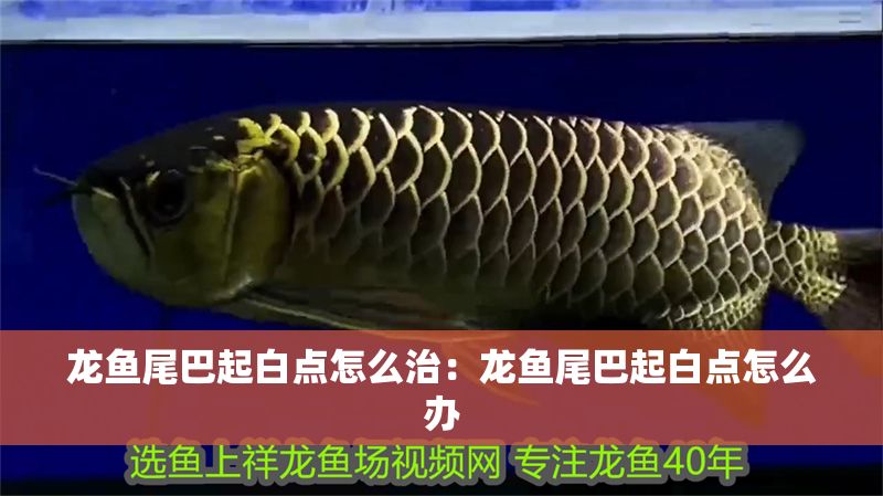 龍魚尾巴起白點怎么治：龍魚尾巴起白點怎么辦 龍魚尾巴起白點怎么治：龍魚尾巴起白點怎么辦 龍魚百科 第2張