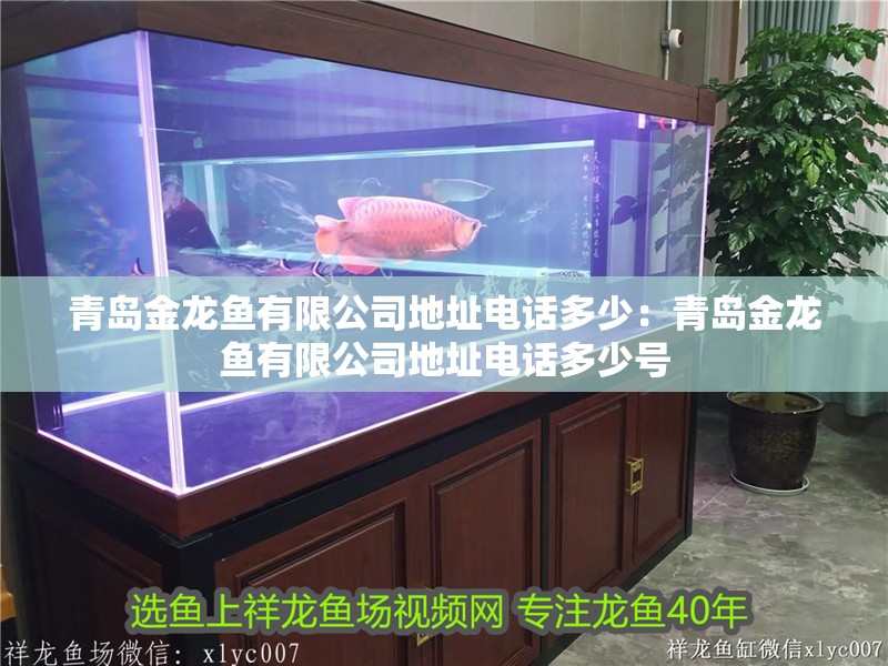 觀賞金龍魚能吃嗎怎么喂食