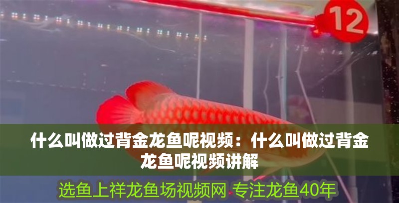 什么叫做過背金龍魚呢視頻：什么叫做過背金龍魚呢視頻講解