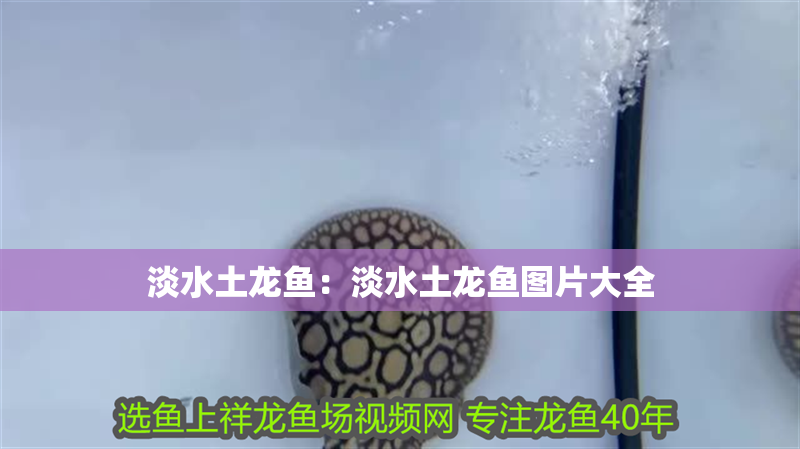 淡水土龍魚：淡水土龍魚圖片大全
