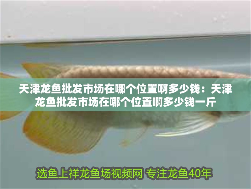 天津龍魚批發市場在哪個位置啊多少錢：天津龍魚批發市場在哪個位置啊多少錢一斤