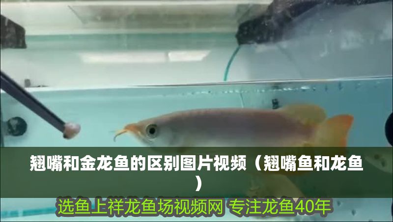 翹嘴和金龍魚的區(qū)別圖片視頻（翹嘴魚和龍魚）