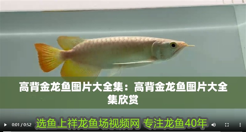 高背金龍魚圖片大全集:高背金龍魚圖片大全集欣賞 水族問答 高背金龍魚圖片大全集:高背金龍魚圖片大全集欣賞 高背金龍魚圖片大全集:高背金龍魚圖片大全集欣賞 水族問答