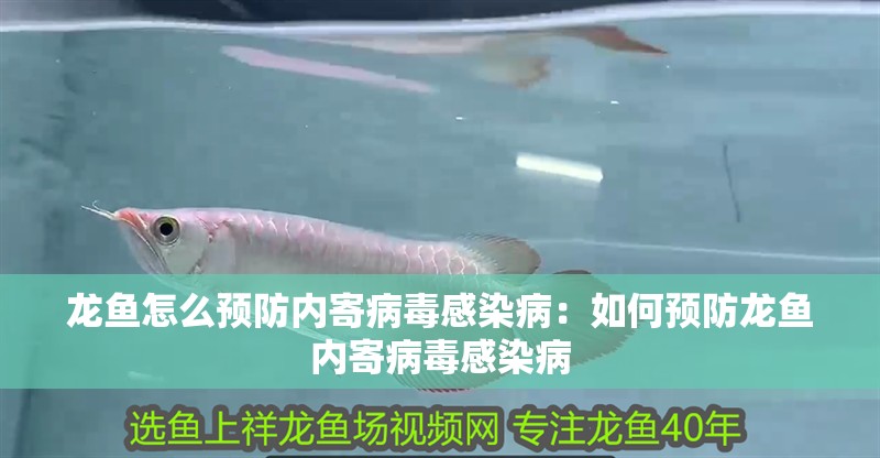 龍魚怎么預防內寄病毒感染?。喝绾晤A防龍魚內寄病毒感染病