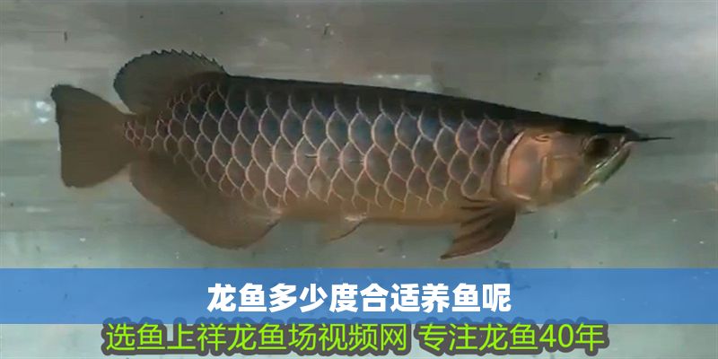 龍魚多少度合適養(yǎng)魚呢