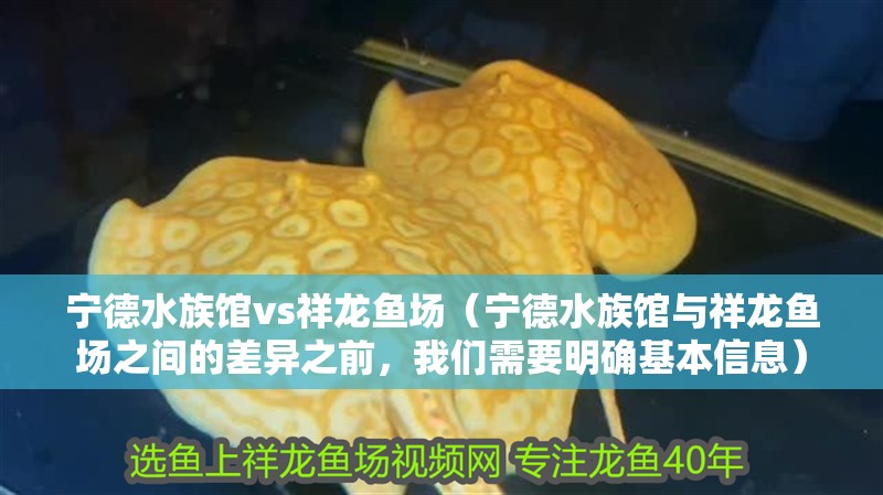 寧德水族館vs祥龍魚場（寧德水族館與祥龍魚場之間的差異之前，我們需要明確基本信息）
