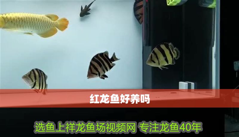 紅龍魚好養(yǎng)嗎