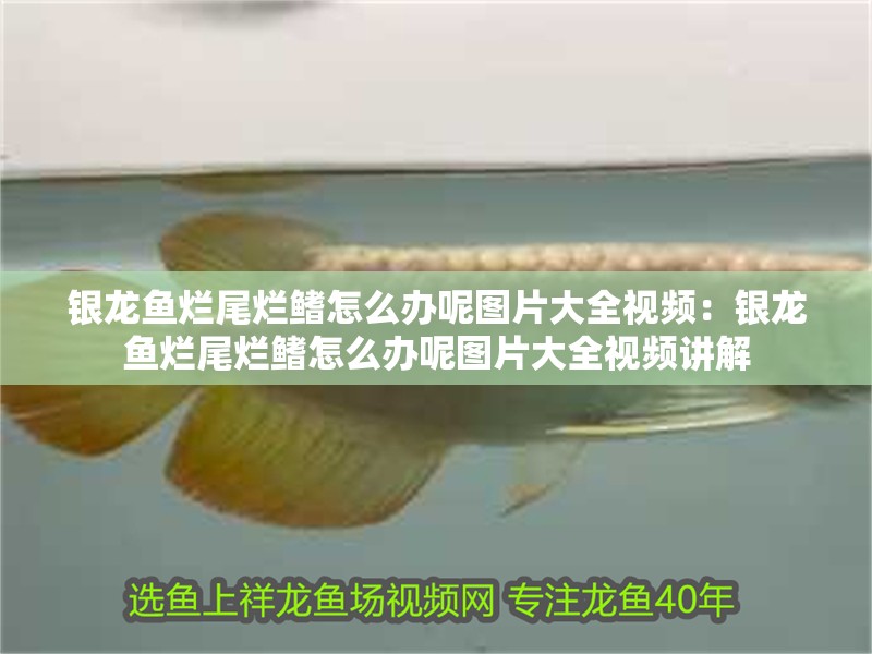 銀龍魚(yú)爛尾爛鰭怎么辦呢圖片大全視頻：銀龍魚(yú)爛尾爛鰭怎么辦呢圖片大全視頻講解