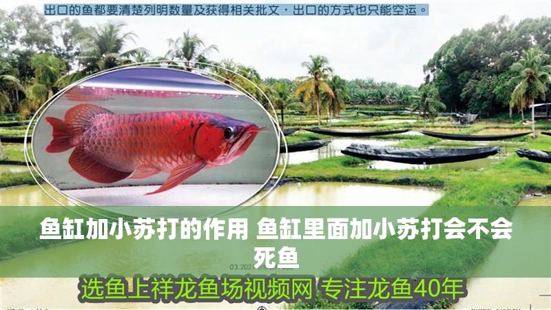 魚缸加小蘇打的作用 魚缸里面加小蘇打會不會死魚