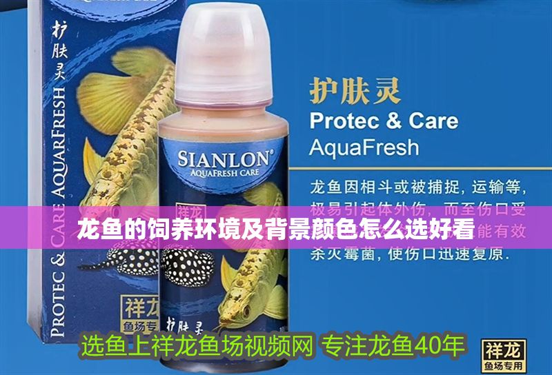龍魚的飼養(yǎng)環(huán)境及背景顏色怎么選好看