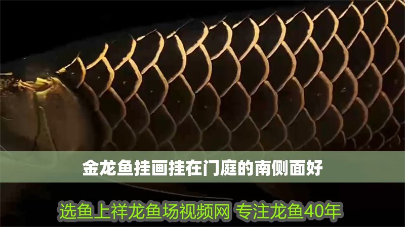 金龍魚掛畫掛在門庭的南側面好