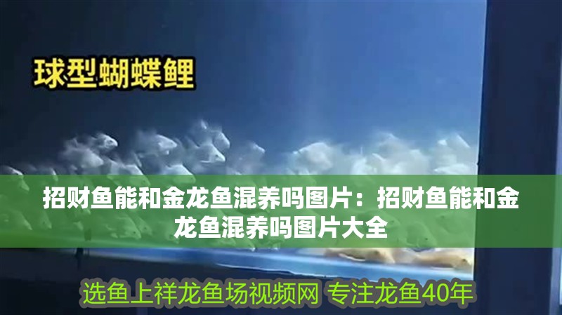 招財魚能和金龍魚混養嗎圖片：招財魚能和金龍魚混養嗎圖片大全