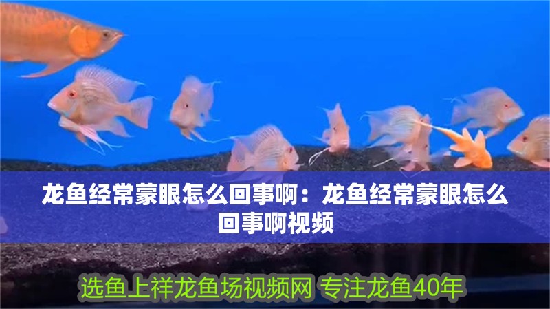 龍魚經常蒙眼怎么回事啊：龍魚經常蒙眼怎么回事啊視頻